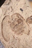 Image of <i>Oreina protogeniae</i> Heer 1847
