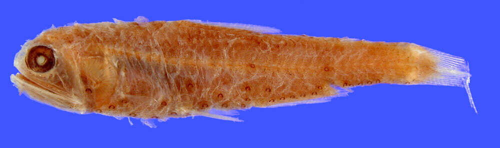 Image of Garman&#39;s lanternfish