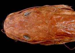 Image of Catfish