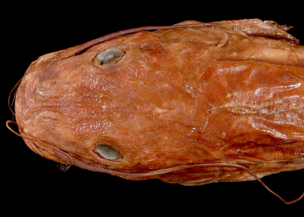 Image of Catfish