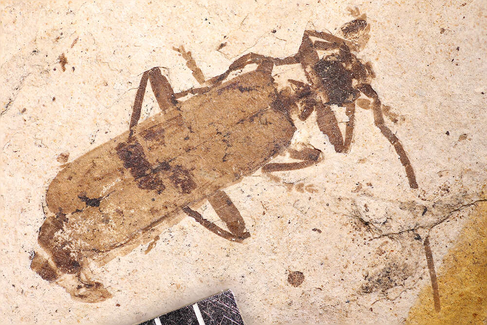 Image of <i><i>Cantharis</i></i> (Cantharis) <i>exauctarata</i> (von Heyden & von Heyden 1866)