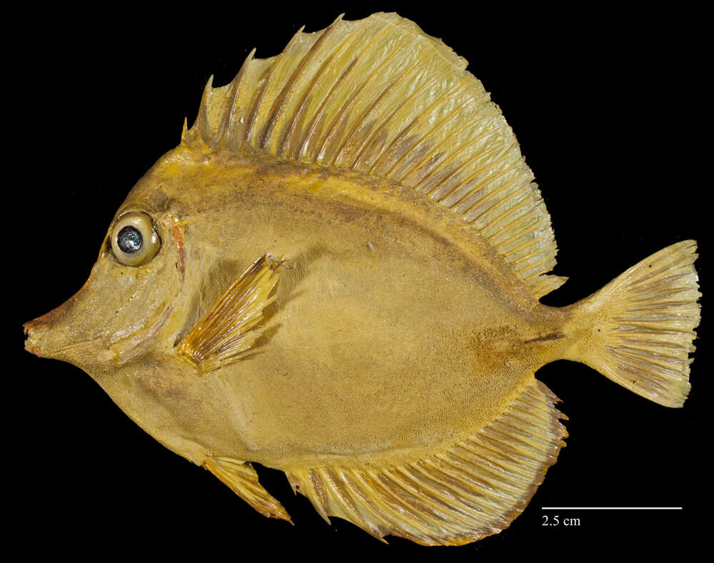 Image of Lemon Sailfin