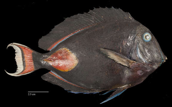 Image of Achilles Tang