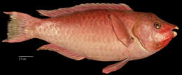 Image of Batavian Parrotfish