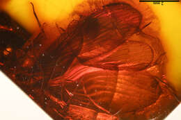 Image of brown lacewings