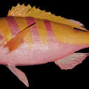 Image of <i>Apsilus brighami</i>