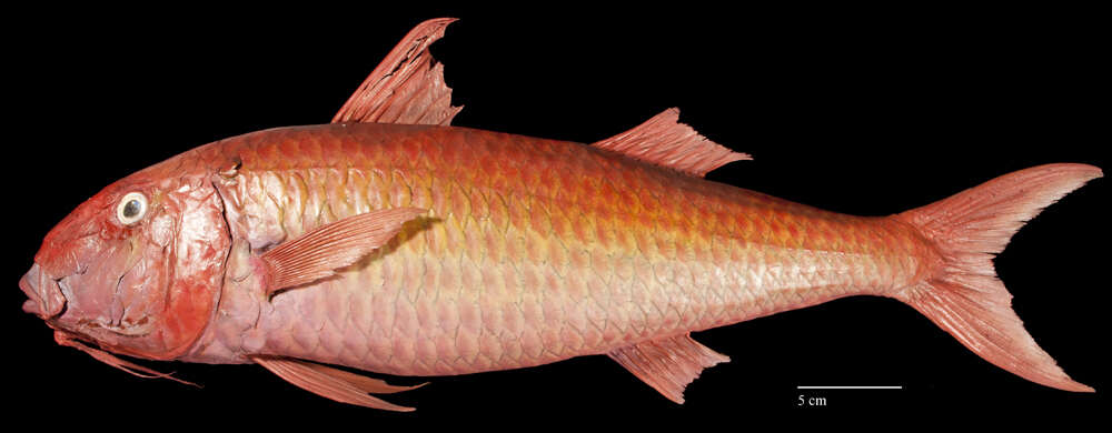 Image of Orange goatfish