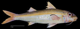 Image of Yellowstripe goatfish