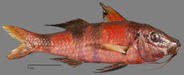 Image of Banded Goatfish