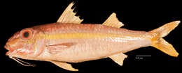 Image of Goatfish