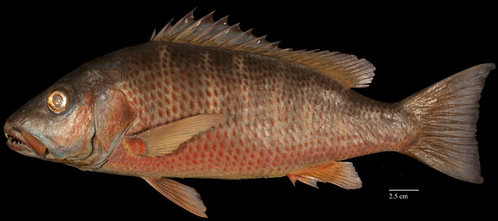 Image of Gray Snapper