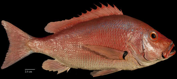 Image of Black Spot Snapper