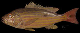 Image of Bream