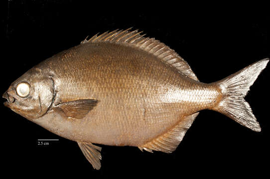 Image of Bermuda chub