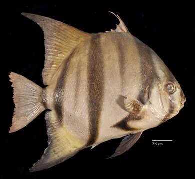 Image of Atlantic Spadefish