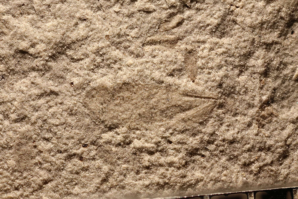 Image of Palaeodictyopteroidea