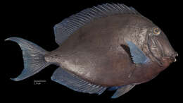 Imagem de Acanthurus coeruleus Bloch & Schneider 1801