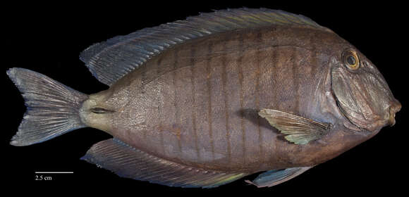 Image of Paracanthurus