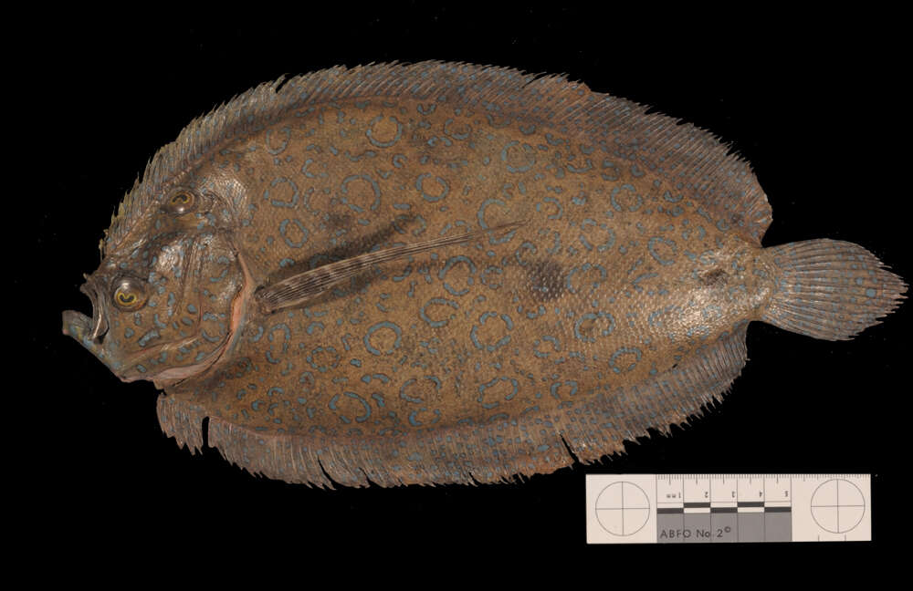 Image of Flowery Flounder