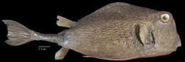 Image of Buffalo Trunkfish