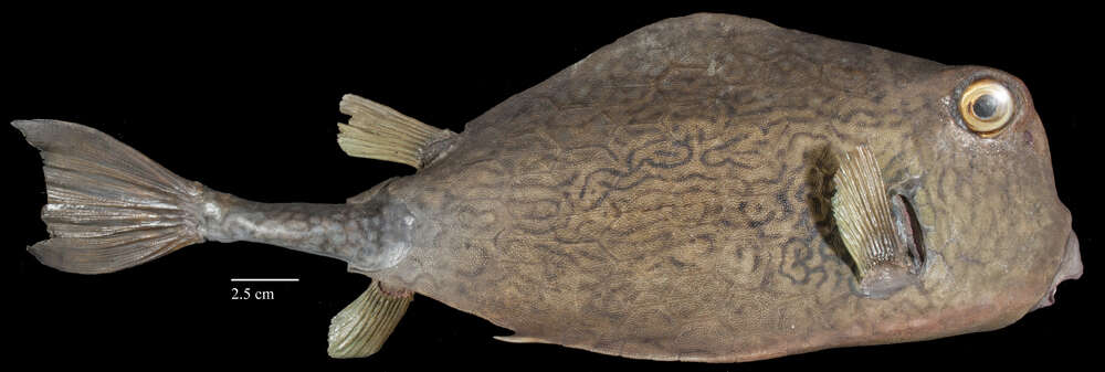 Image of Buffalo Trunkfish