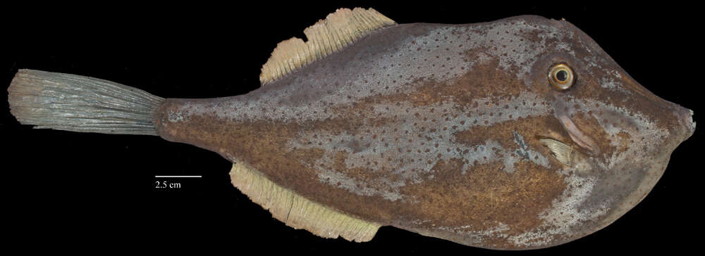 Image of <i>Aluterus punctata</i>