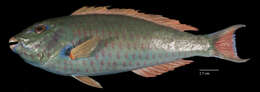 Image of Yellowtail parrotfish