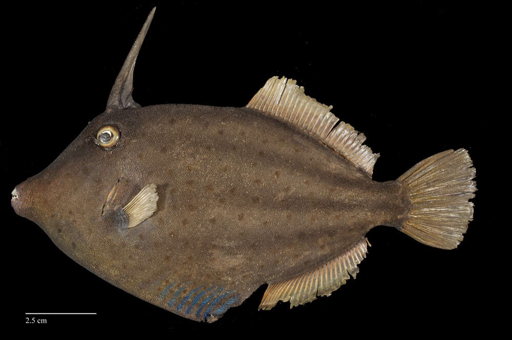Image of Orangespotted Filefish