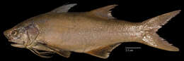 Image of Barbu threadfin