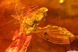 Image of moth flies and sand flies