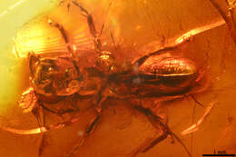 Image of crabronid wasps