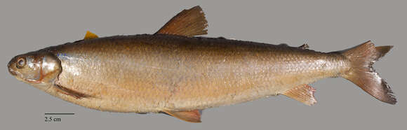 Image of Round whitefish