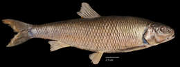 Image of Fallfish