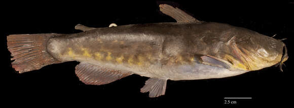 Image of brown bullhead