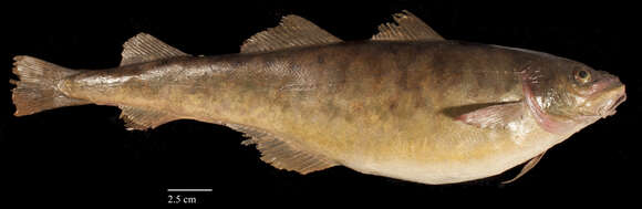 Image of Atlantic Tomcod