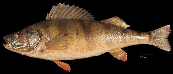 Image of Yellow Perch