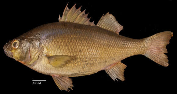 Image of White Perch