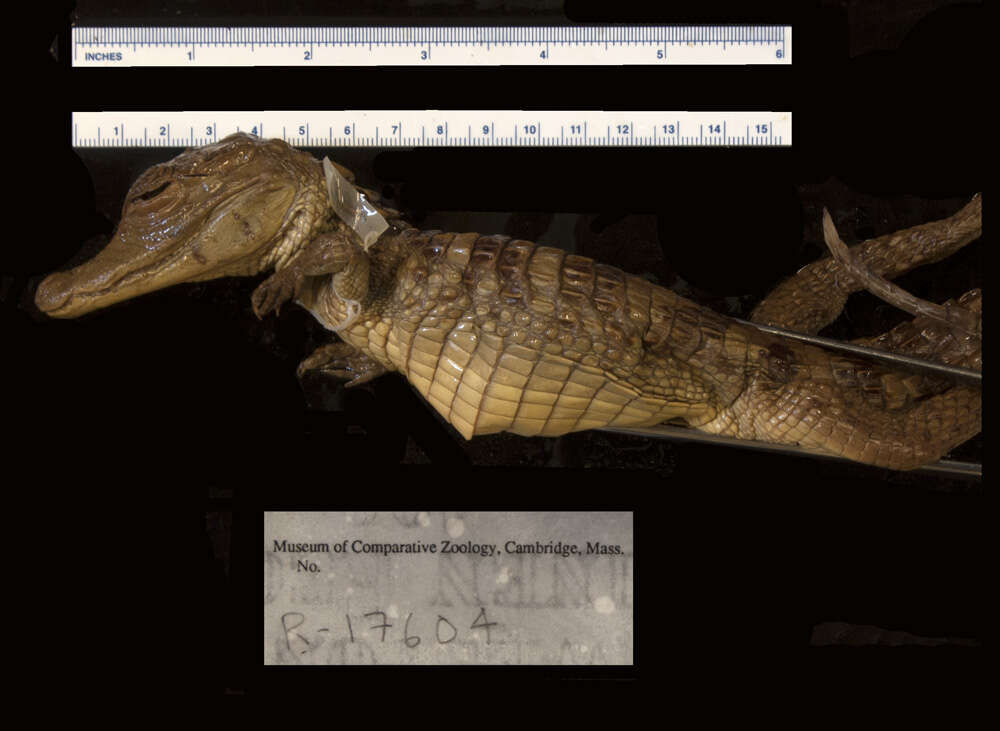 صورة Caiman crocodilus fuscus (Cope 1868)