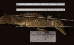 Imagem de Caiman crocodilus fuscus (Cope 1868)