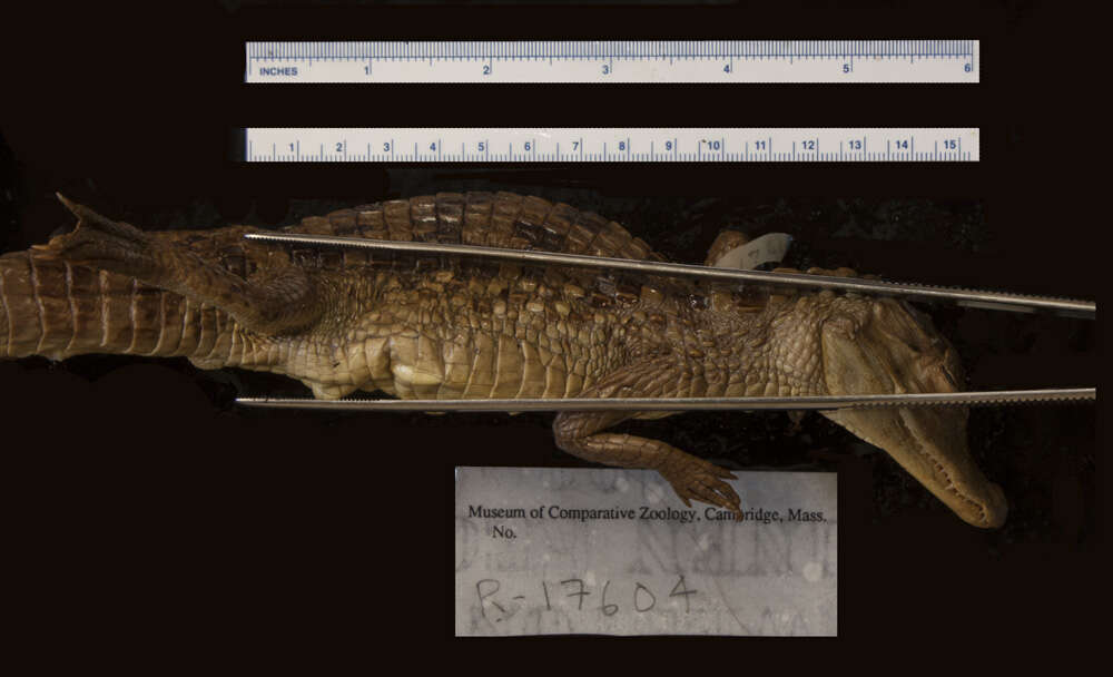 Image of Brown Spectacled Caiman