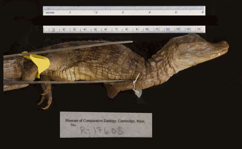 Image of Brown Spectacled Caiman