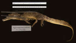 Image of Brown Spectacled Caiman