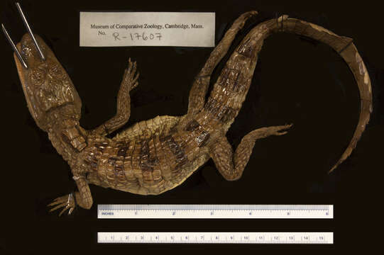 Image of Brown Spectacled Caiman