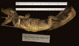 Image of Brown Spectacled Caiman