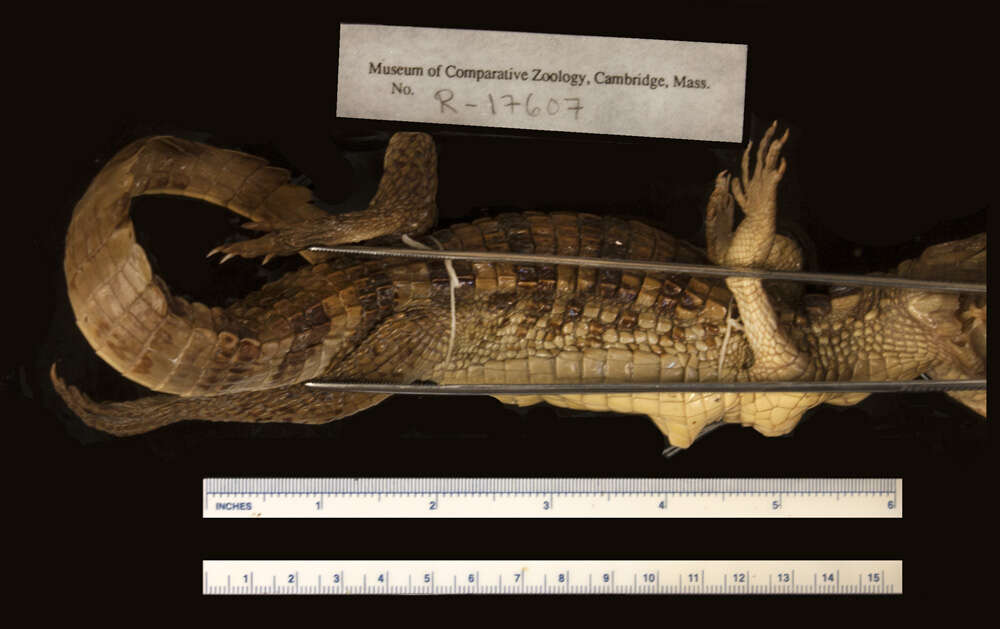 Image of Brown Spectacled Caiman