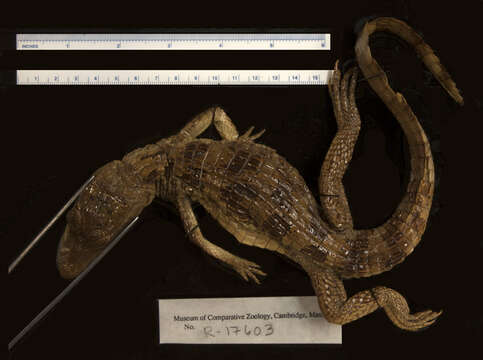 Image of Brown Spectacled Caiman