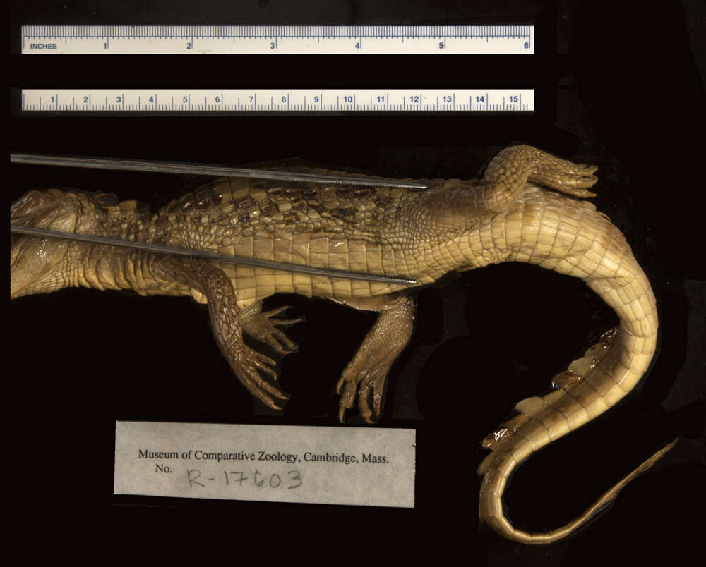 Image of Brown Spectacled Caiman