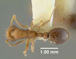 Plancia ëd Myrmica nearctica Weber 1939