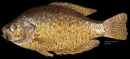 Image of Black Crappie