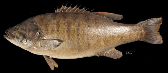 Image of Smallmouth Bass